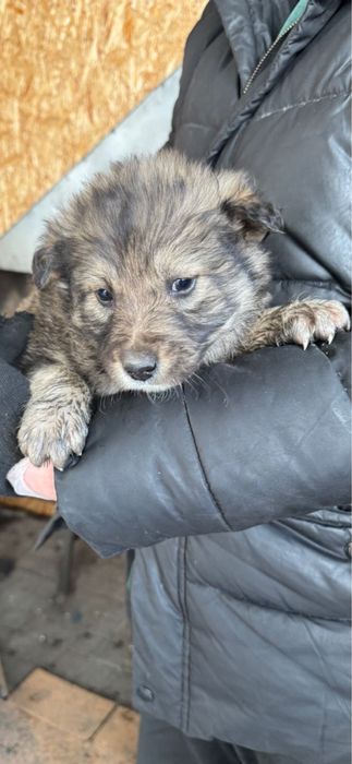 Щенки отдаем в добрые руки бесплатно