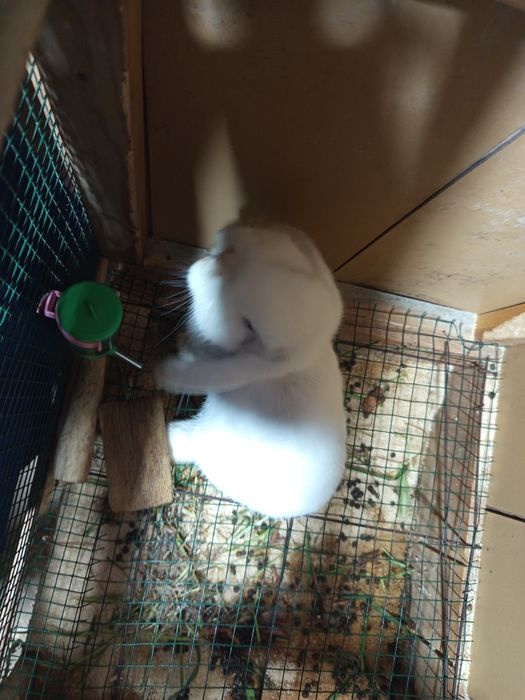 Продается Карликовый Кролик Самка