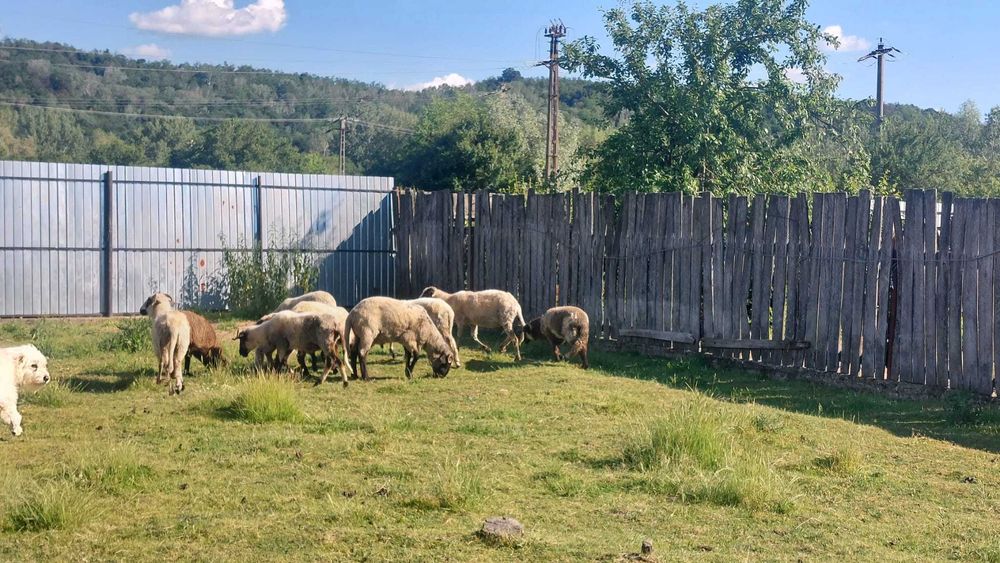 Animale domestice