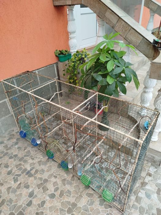 Vând cușcă 3 conpartimente