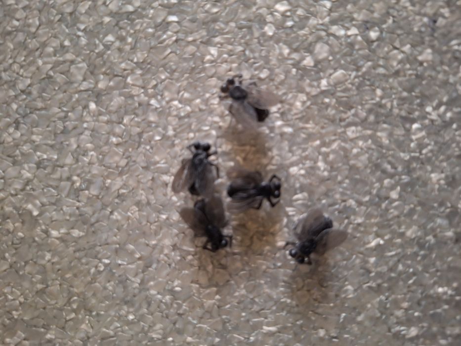 Приманка "Муха" искусственная