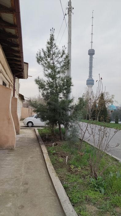 Сосна не молодая