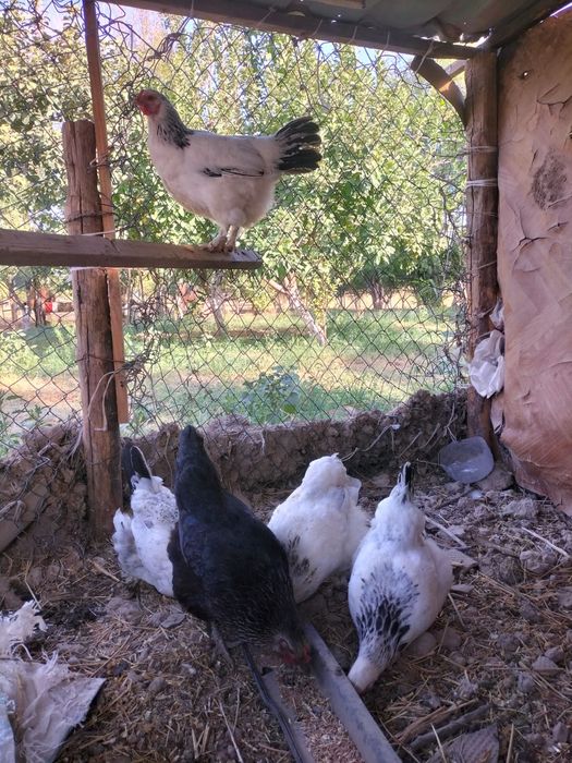 Тауық бар сатылады