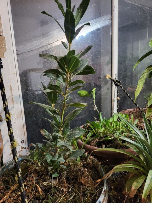 Плодоносящие мандарины