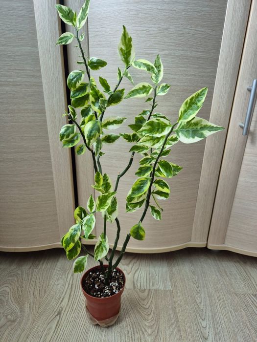 Педилантус и пеперомия