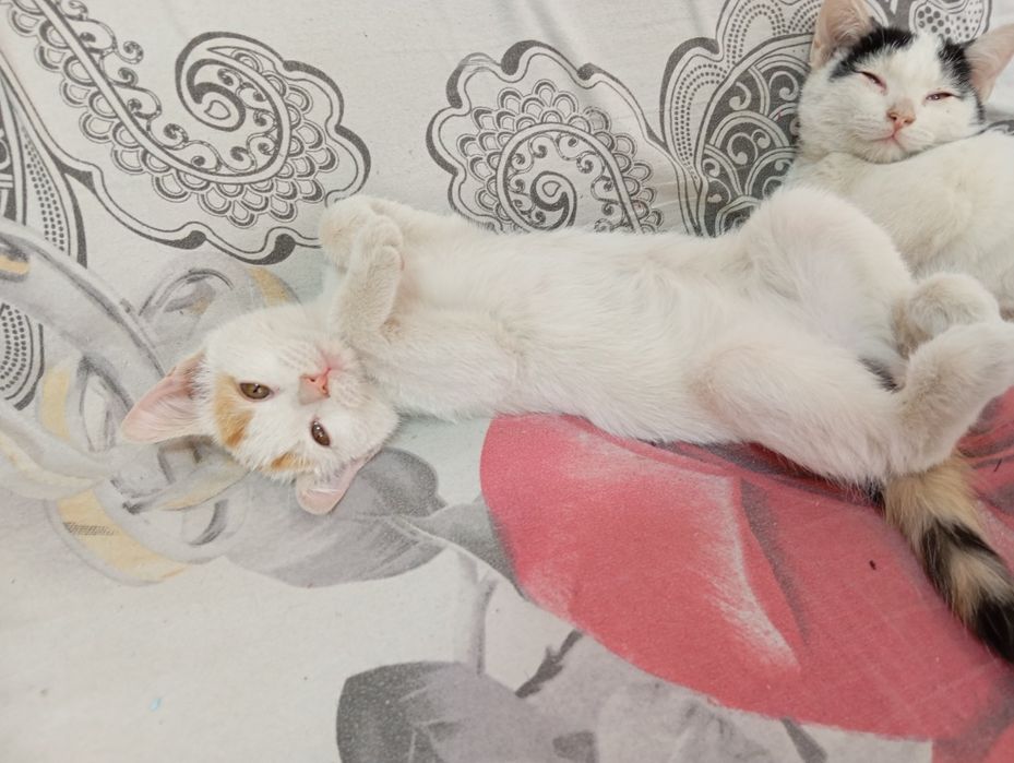 Котят  отдам в хорошие руки 3 месячные  1 мальчик и 2 девочки