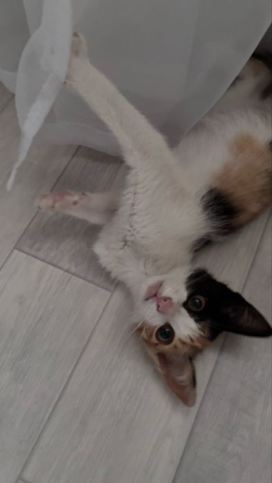 Отдам в добрые руки котят(девочки)