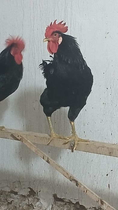 Сотилади соглом хурозлар