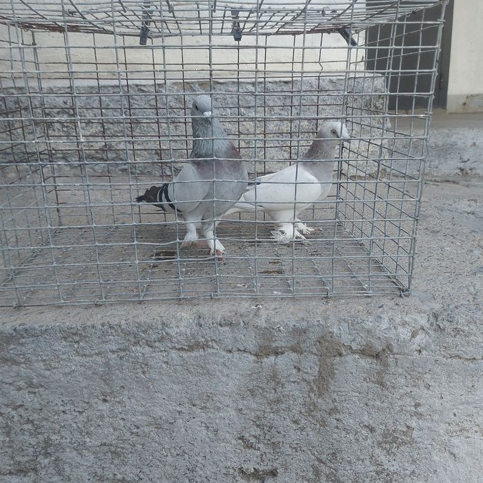 Такла пара лет с игрой самец тяга