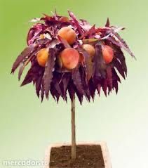 Piersic și Nectarin pitic cu frunză roșie ( Împăratul purpuriu )