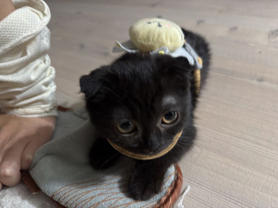 Отдаю бесплатно котёнка
