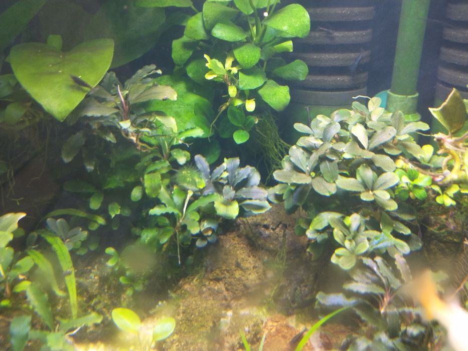 Lampi led acvariu,plante naturale