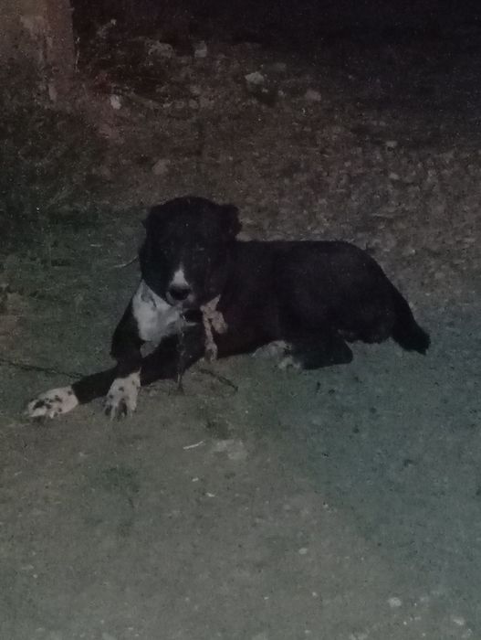 Төбет ұрғашы 4 жасар