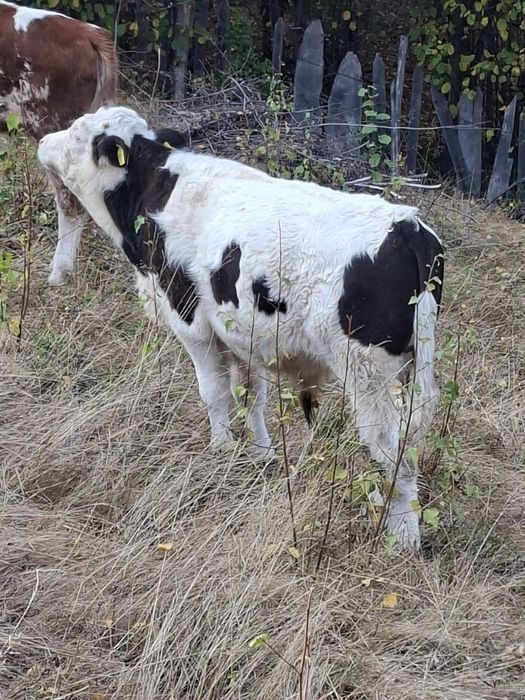 Vând vaca de trei ani cu vitel