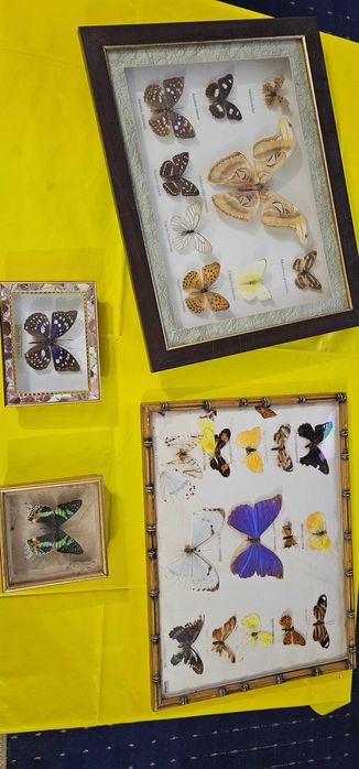 fluture insectar in cutie