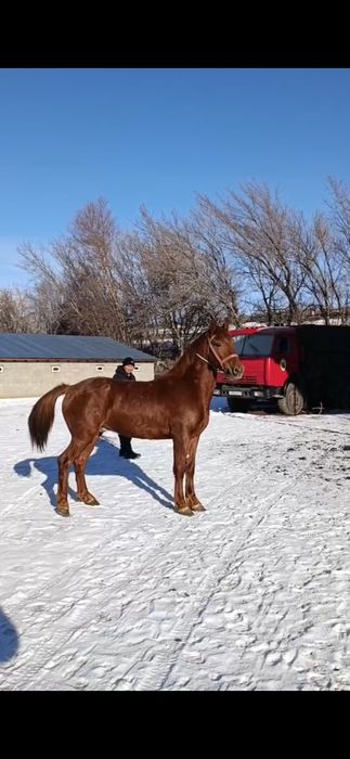 Жеребец Айғыр на три года