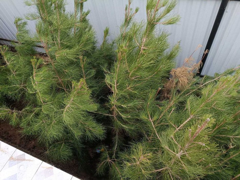 Сосна сотилади| Сосна 90-120sm| Нархини келишамиза!