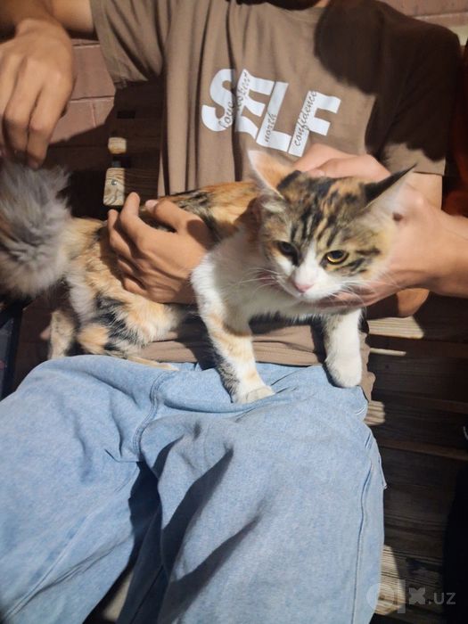 Domestic Longhair