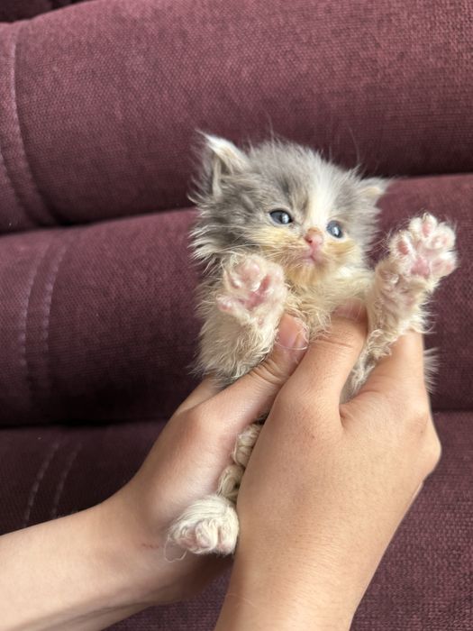 Котята ищут любящую семью