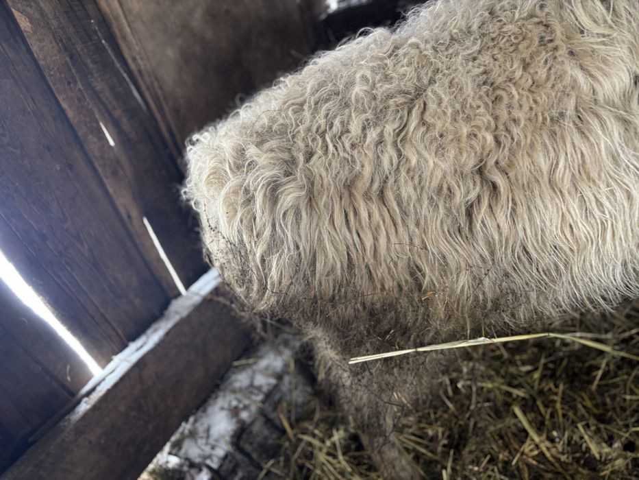 Бараны и овцы на откорме