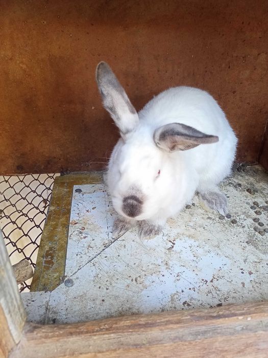 Кролики малыши месячные крупной породы