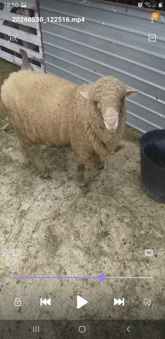 Vand berbec merinos de prăsilă