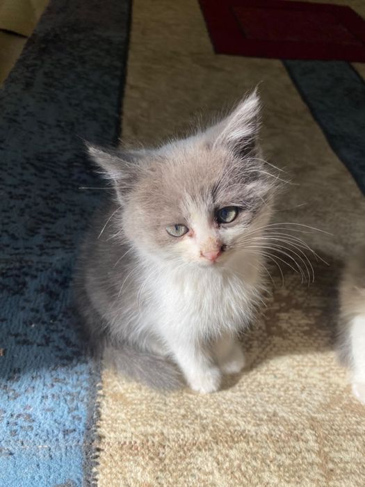 Милые котята бесплатно