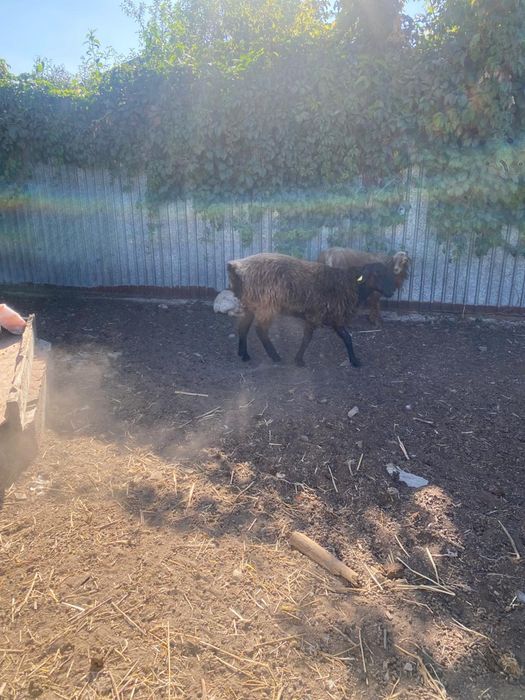 2 кочкара 2 матки 1 ягненок