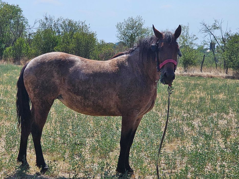 Iapa de vanzare 6 ani