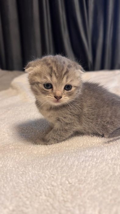 Вислоухая кошечка