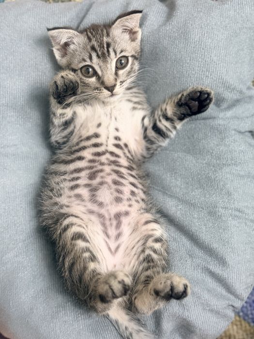 Котенок Матроскин ищет дом