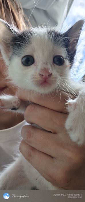 Котята возраст 1.5 мес