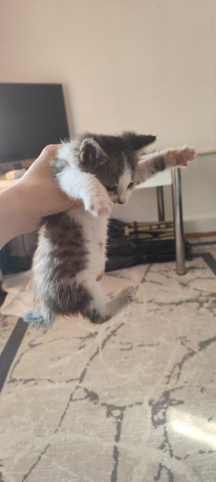 Отдам котенка в  хорошие руки.