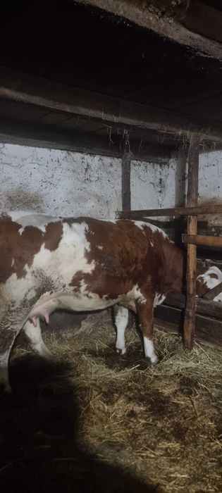 Vand  juninca gestanta!