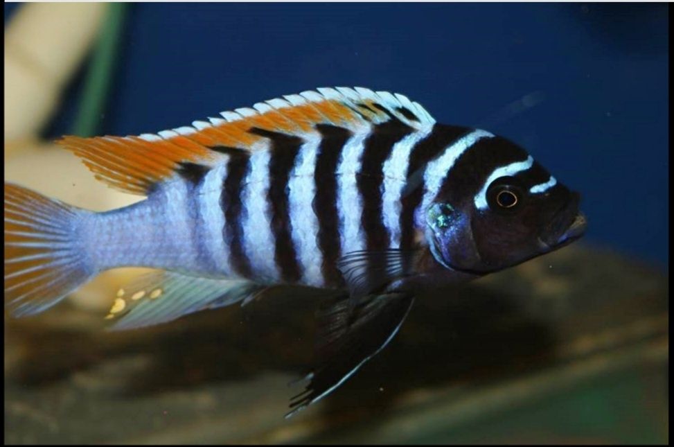 Аквирумни риби африкански цихлиди от езерото Малави