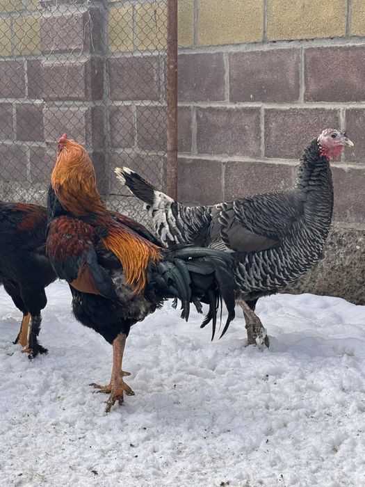 Бойцовый петух дакан