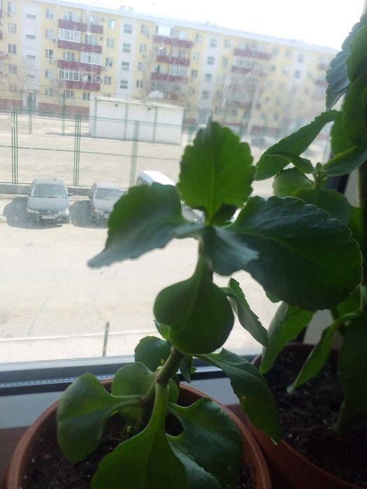 Цветы свежепосаженные