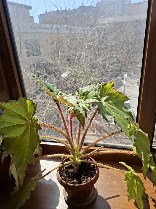 Бегония комнатные растения