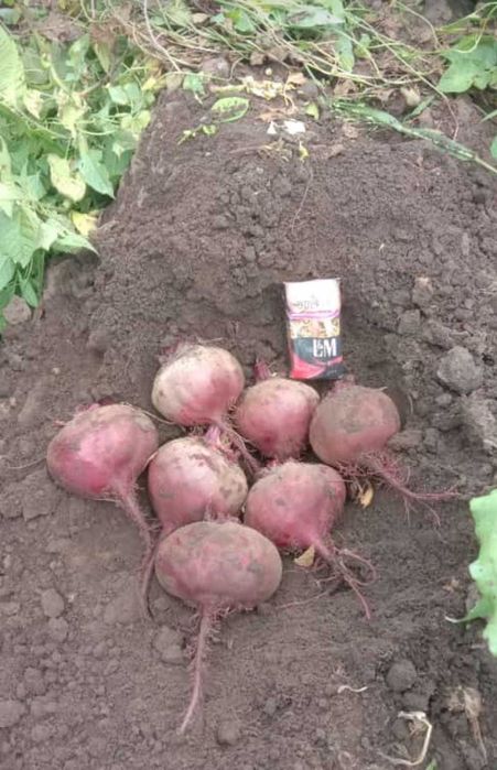 Cвекла оптом , Железинка