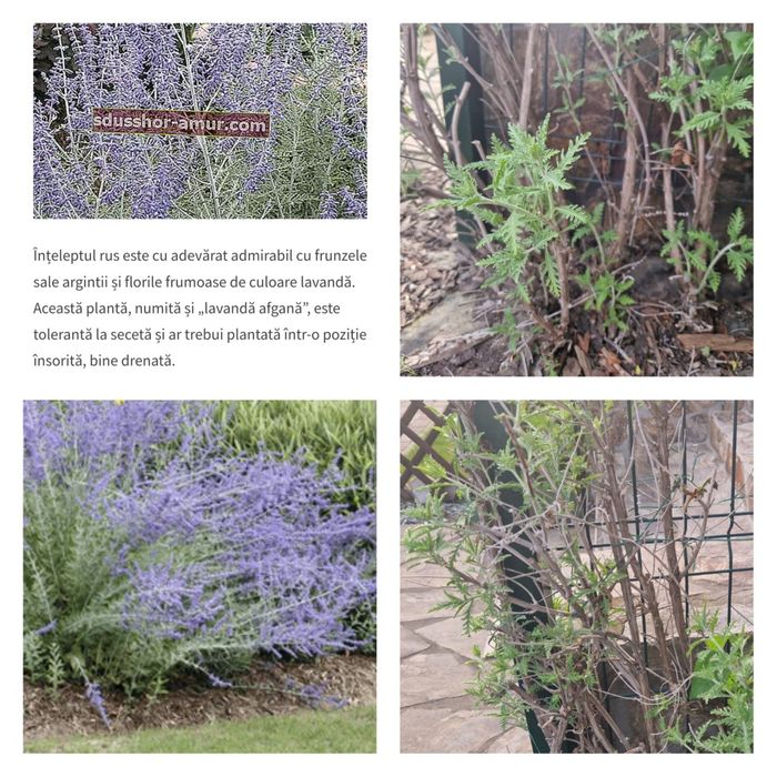 Arbusti ornamentali