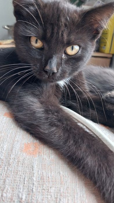Котята.  3 месяца