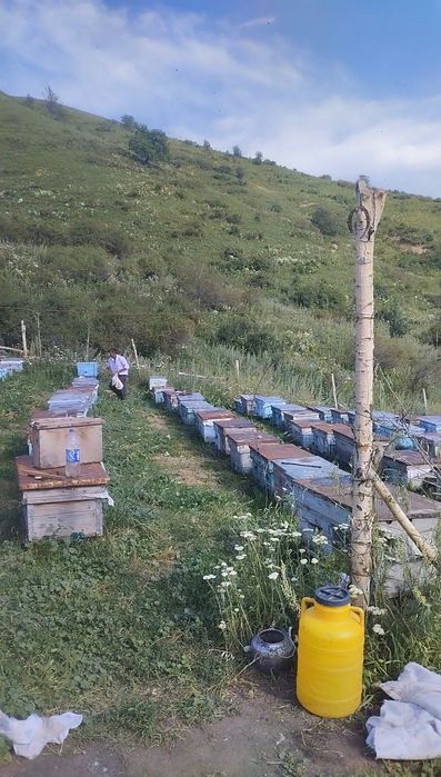 Asal Мёд tozzasi Uzgen Kirgiston toğlaridan