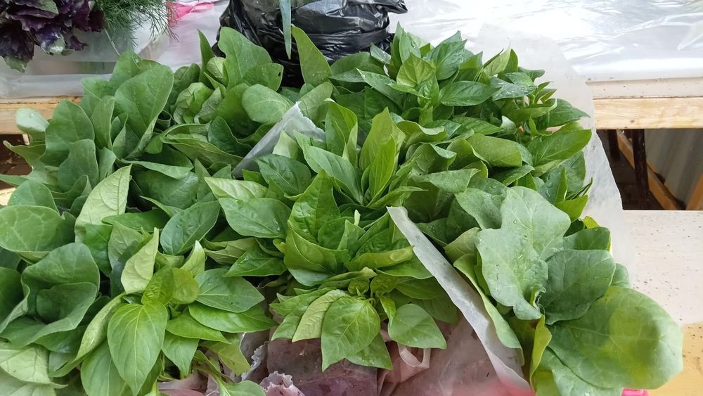 Продам рассаду овощей