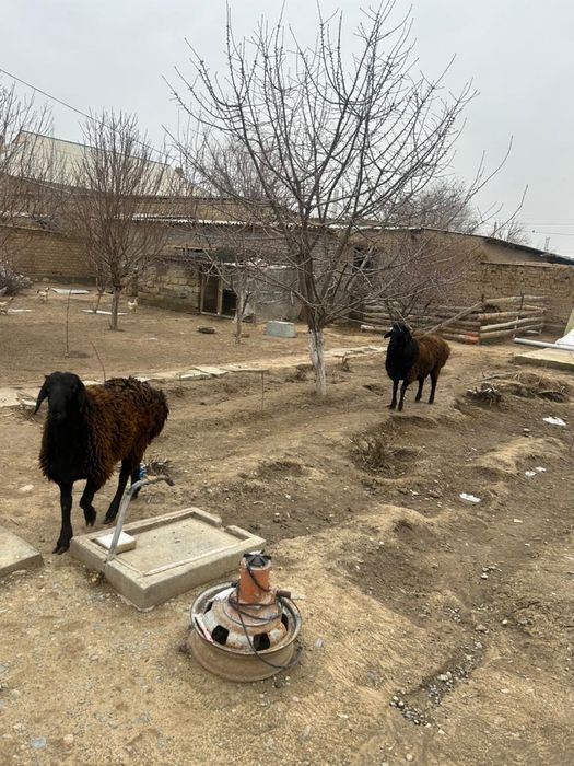 Қошқар сатылады.