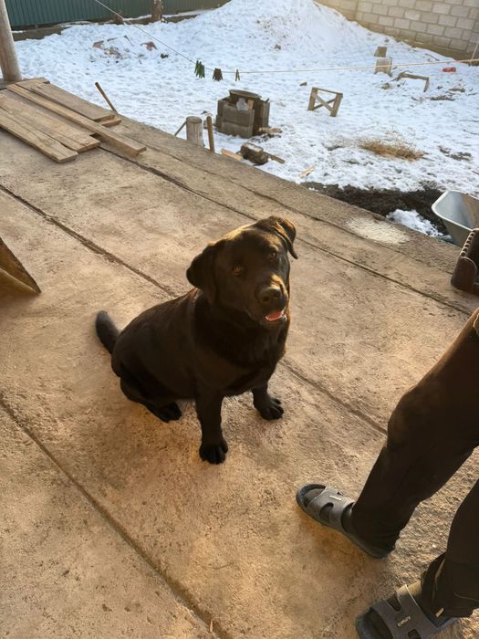 Продам лабрадора  50 000тг.