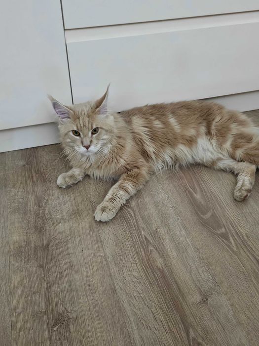 Кот породы мейн кун