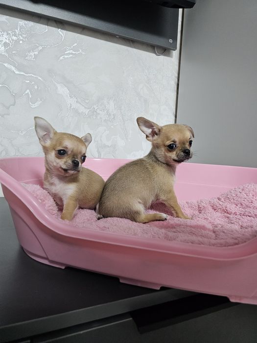 Карманные собачки