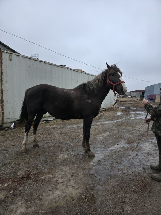 АЙҒЫР сатылады 4 жасар