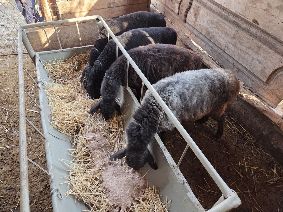 Төрт тоқты сатылады