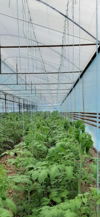 ТЕПЛИЦАҒА арналған сапалы пленкалар сатылады!